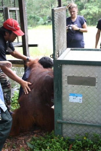 Pak Tamel (left) and Pak Sehat help maneuver Congo into the transit enclosure