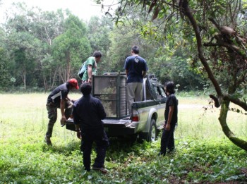 Orangutan in cage in the back of a truck