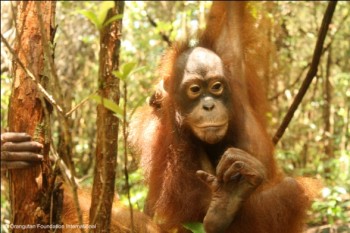 Berman the orangutan looking nervous