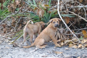  Two of many dogs, playing at the farm