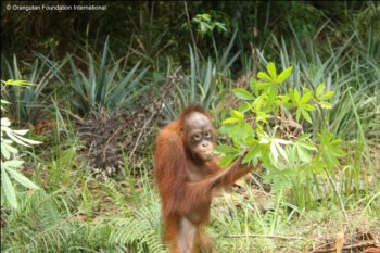 Berman the orangutan eating Pak Majid’s cassava plants