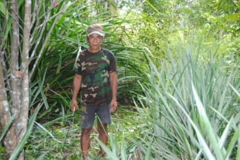 Pak Awak, Mr Henson’s father is cutting down grass to open up the area for more pineapples.  The grass he is cutting is called sendaas (Dayak) and this grass is popularly used to weave baskets and mats. Pak Awak is holding a parang (Dayak), a type of machete.  The pineapple plant can be seen in the foreground on the right.