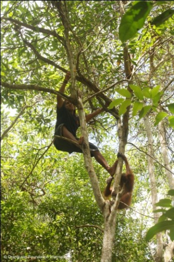 Mr. Iim climbing with Berman in the canopy.