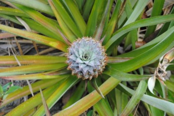 Top view of a pineapple fruit: almost ripe and ready to be picked