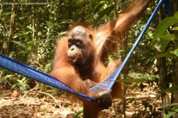 Berman examines Mr Iim’s hammock