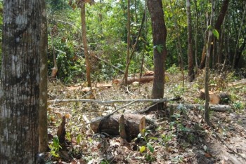  Small-scale logging to provide wood for construction and/ or firewood.  The cut planks can be seen in the far right on the ground and also at the back.