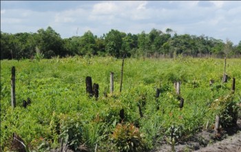 Sadly, nearby farms have used the slash and burn method to clear the land of forest, evidenced by the burned tree stumps that can be seen poking out of the ground.