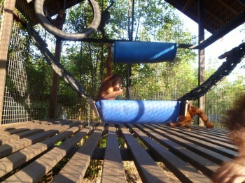 New hammock built for Hocky and other young orangutans in the nursery