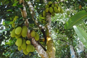 One of Mr Henson’s cempedak trees, heavy with fruit.