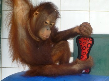 Sandra enjoying her Kong © toy and a handful of popcorn