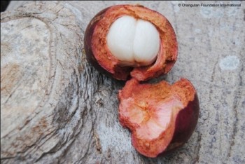 The open mangosteen fruit, showing the white flesh