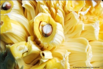 An open jack fruit.