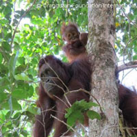 Read more about the article My Return to Camp Leakey