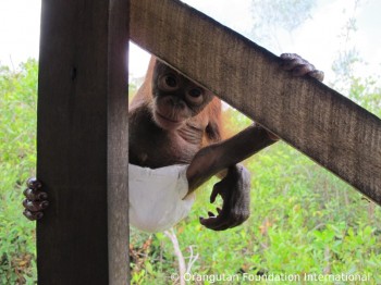 Luna the orangutan climbing.