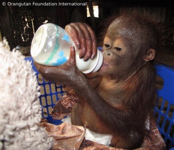 Luna drinking milk