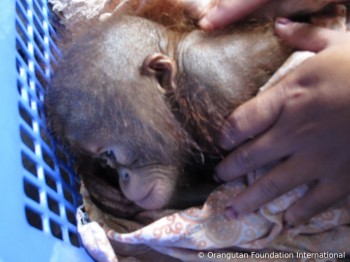 Luna the orangutan in a basket