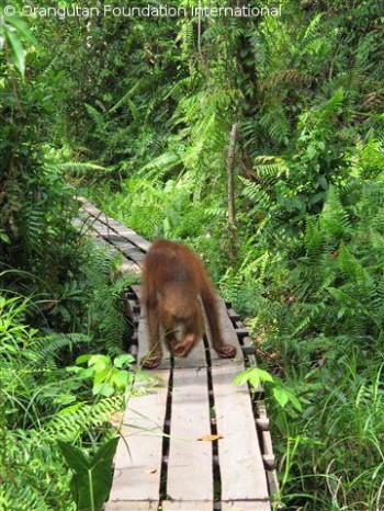 Maxine leading her caregiver to her favourite spot.