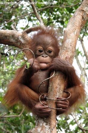 Climbing trees