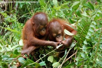 Melly and Steppenwolf (right) foraging for leaves