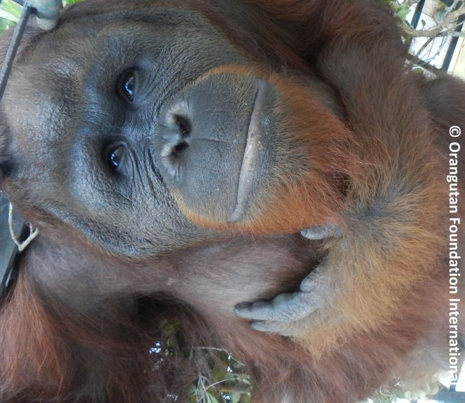 Bintang the orangutan