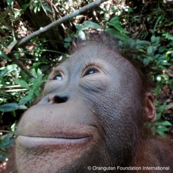 Silver sits in care giver arms with her eyes still looking toward the forest canopy