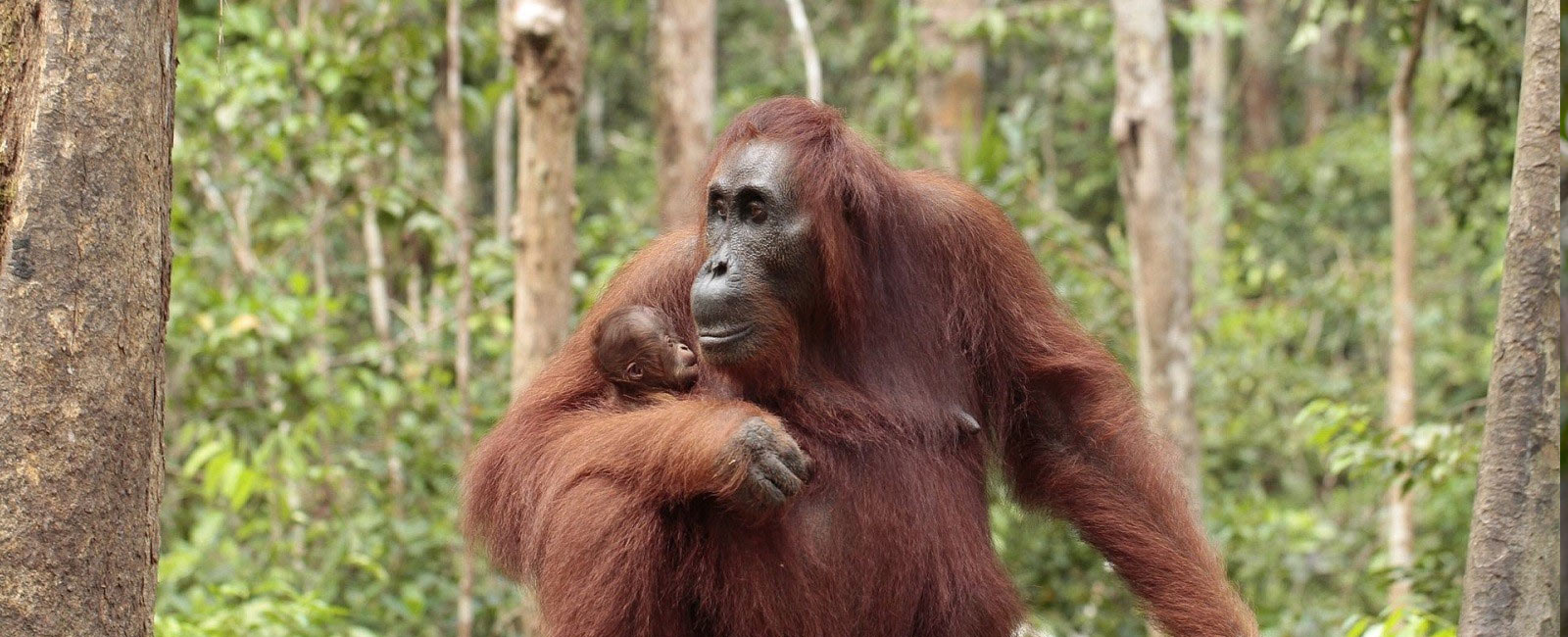 Orangutan Conservation – Orangutan Foundation InternationalOrangutan