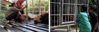 Caretakers and veterinarians ensuring that Boncel and Josmik are ready for the recovery process.