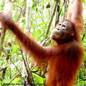 Read more about the article Orangutan of the Month: Uci