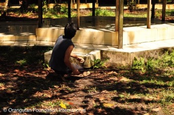 Orangutan Foundation International Staff member preparing to shoot tranquilizer.