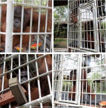 Orangutans Boncel and Josmik fully recovered and enjoying their new enclosure!