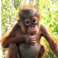 young orangutan looking at camera