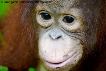 Satria will eventually have to take a liking to climbing and foraging on his own