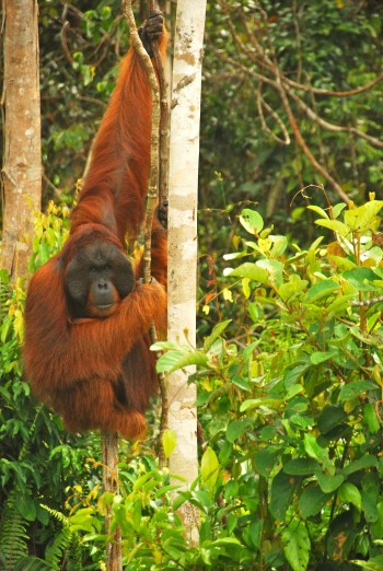 Adult orangutan in tree