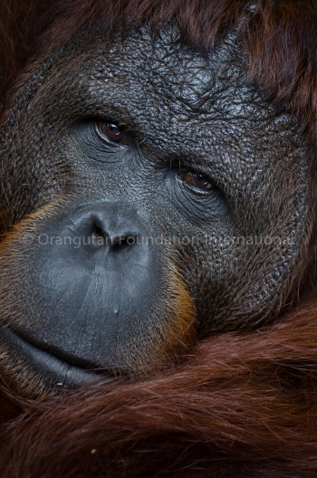 Congo adult male orangutan