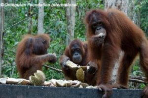 eating fruit