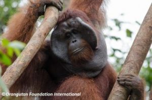 Adult orangutan in the trees