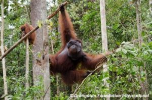 Angry Maret shaking branches