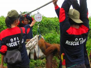 adult orangutan being weighed