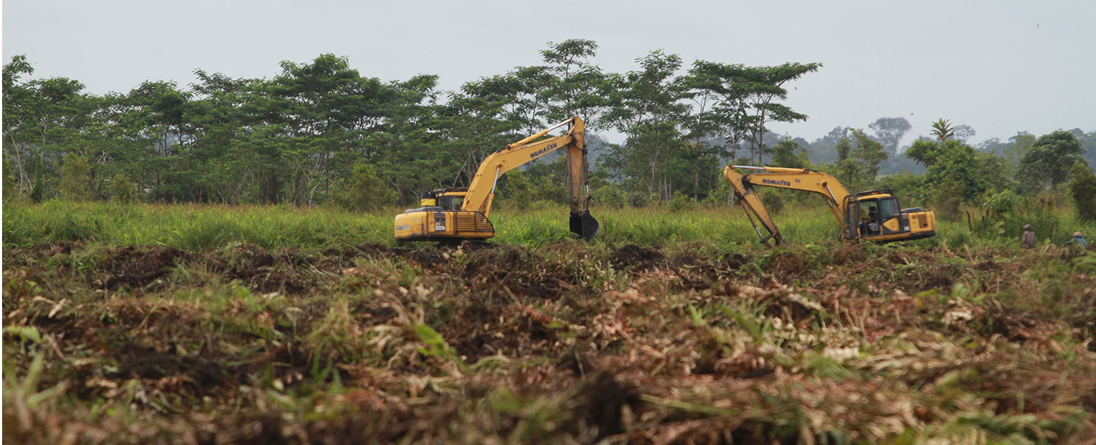 The Effects of Palm  Oil 