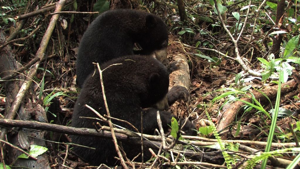 The Story of Sun Bears Bernie and Wawang