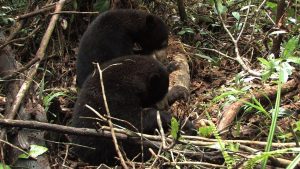 Read more about the article The Story of Sun Bears Bernie and Wawang