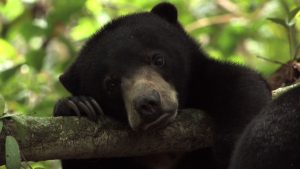 Bernie the sun bear