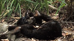 Bernie-forest-Aug-2012-B