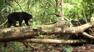 Bernie sun bear