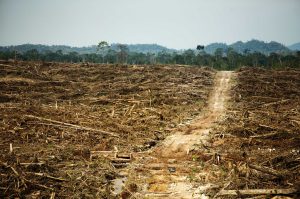 Photo by Rainforest Action Network