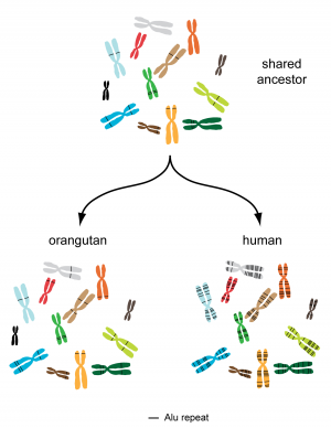 Alu elements are “jumping genes” that can duplicate and then insert into new locations in the genome. Whereas Alu elements have been surprisingly inactive in the orangutan genome, leading to only a small number of new insertions, the human genome has repeatedly been rearranged due to a large number of new insertions. Alu elements are therefore considered an important driving force in human evolution.