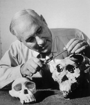 Louis Leakey examines a hominid skull found in Olduvai Gorge.