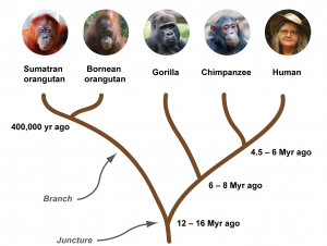 The great ape phylogenetic tree.