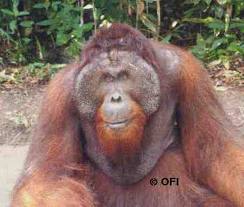 kusasi orangutan