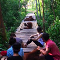 2014-07-06_forblogSeluangMaS,CampBridgevolunteersteam2Linda(orangutan)helping_WM
